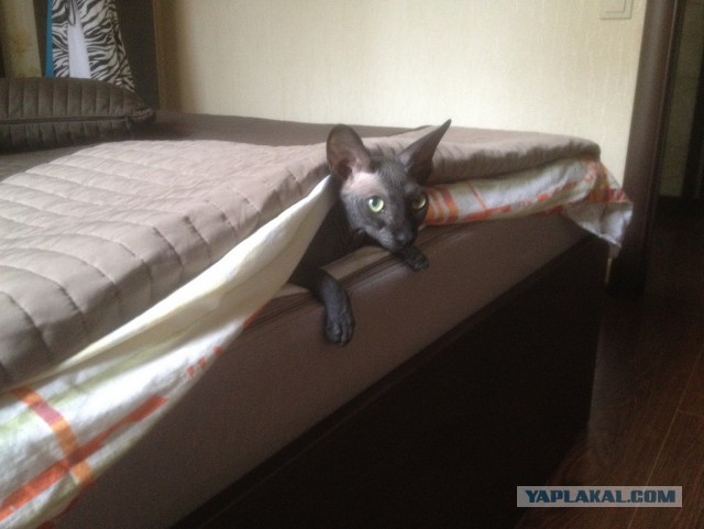 Котовторник 04.08.2015