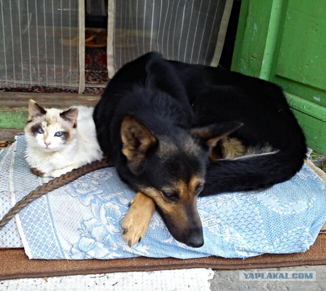 Котовторник