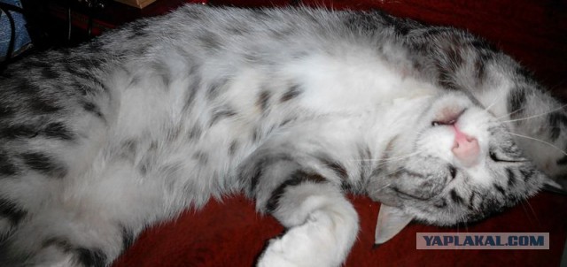 Котовторник 17.11.2015
