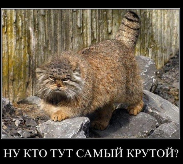 Картинки разные с интернету