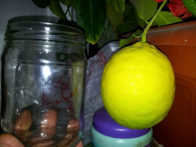 Лимон на подоконнике. Прививка