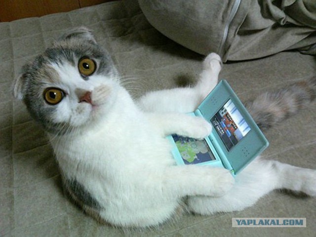 Котовторник