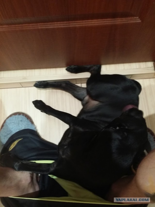 Собакочетверг же, ау!