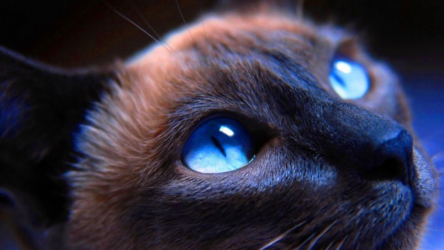 Пост невероятной кошачьей красоты. 25 фот.