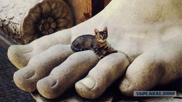 Котовторник