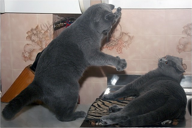 Коты, кошки, котята