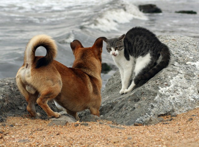 Коты, кошки, котята