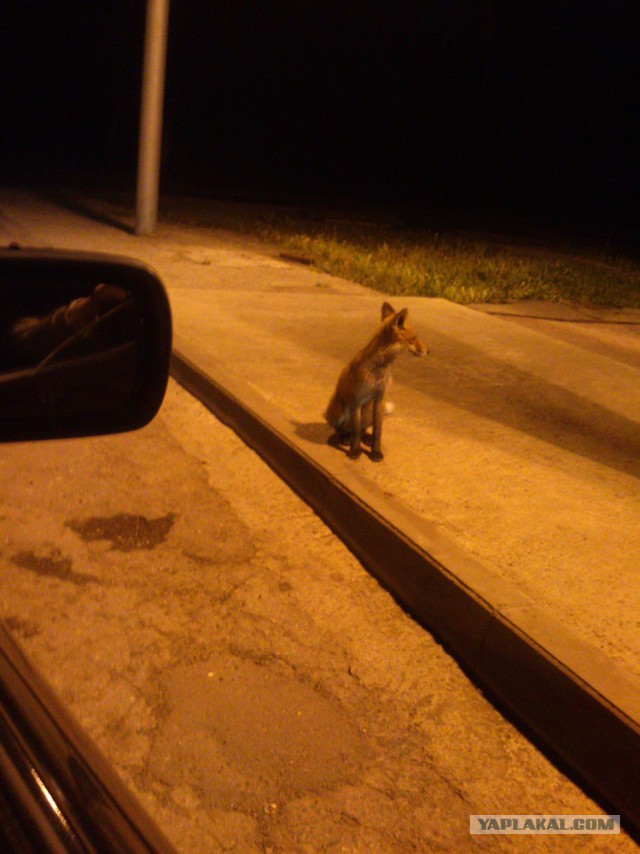 Наглая, рыжая морда.