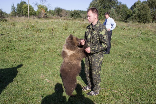 Возвращение Мансура!