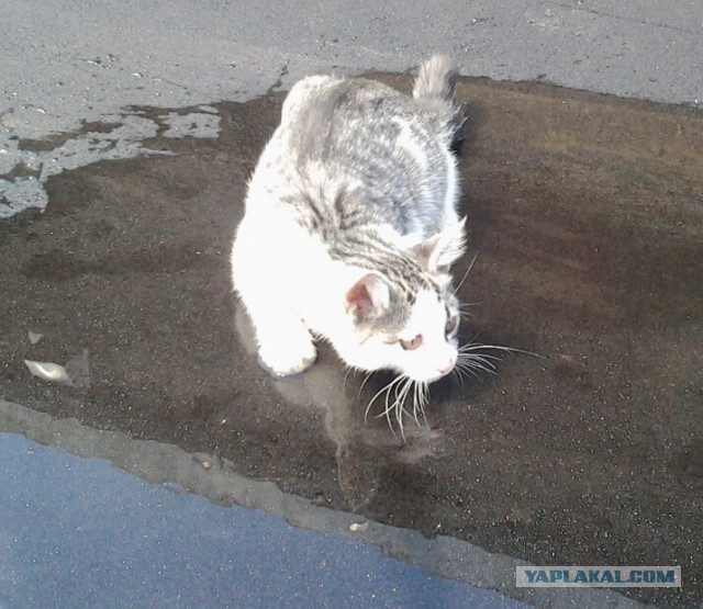 Хочу сказать Спасибо Всем ЯПовцам