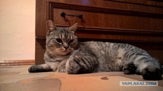Котовторник 25.10. 2016