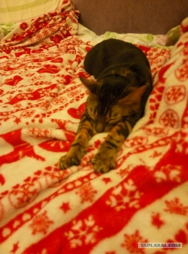 Котовторник 06.12.2016