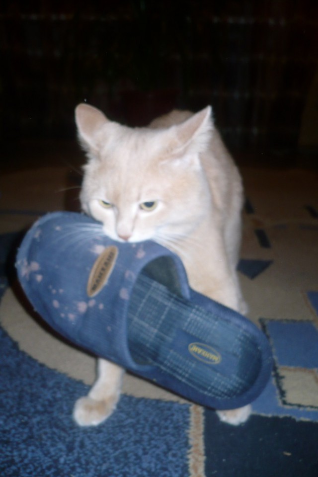 Коты из сети