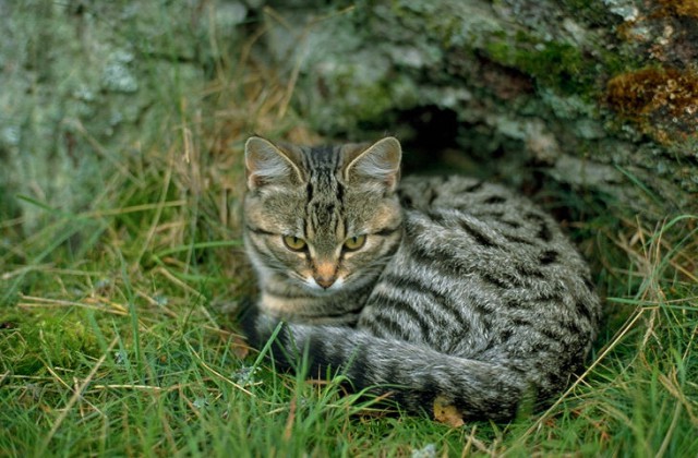Коты из сети