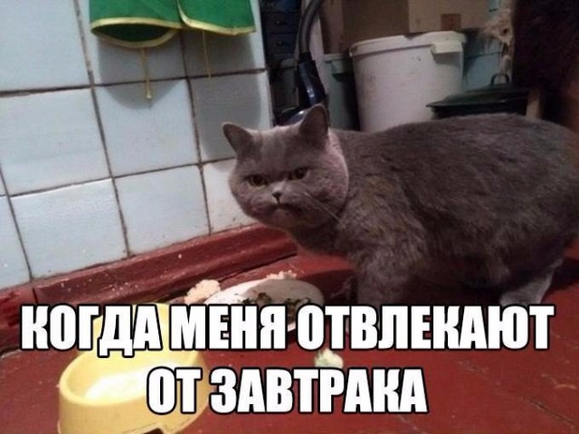 Всячина. Картинки и тексты картинками