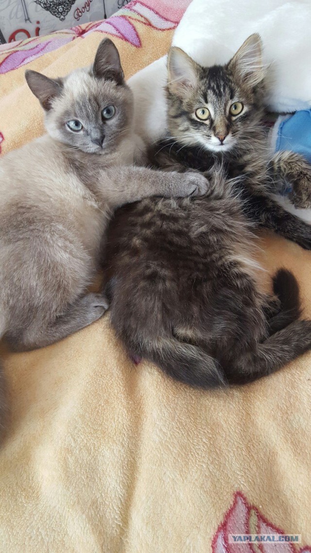 Котовторник 28.02.2017