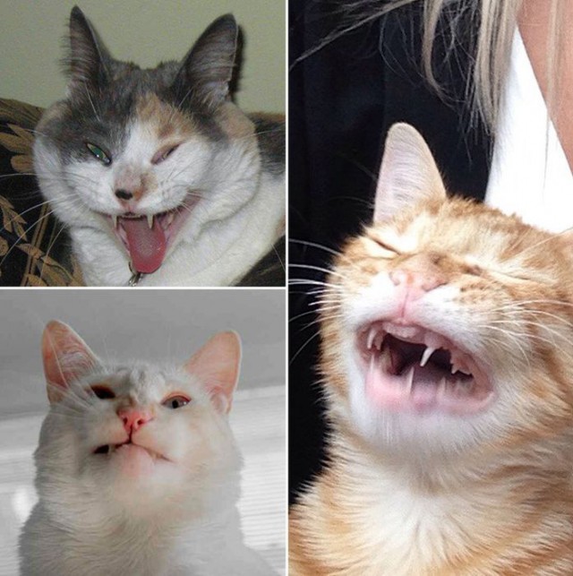 Коты и Кошки