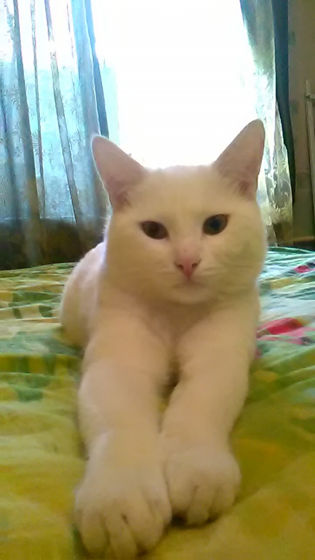 Котовторник 30.05.2017