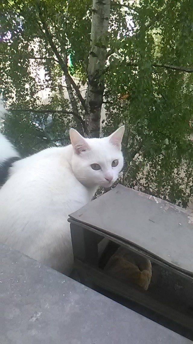 Котовторник 13.06.2017