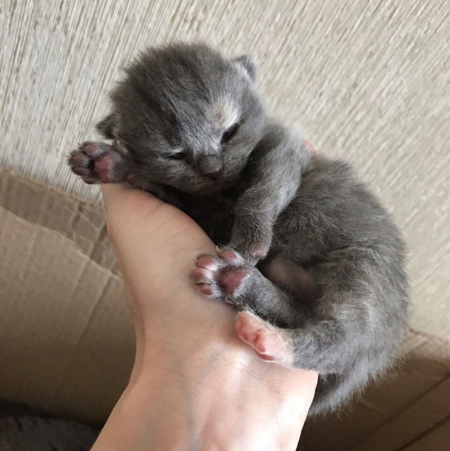 Коты и Кошки