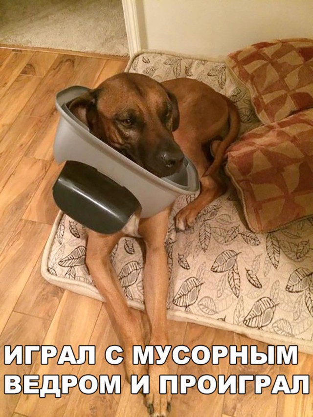 Подборка забавных животных
