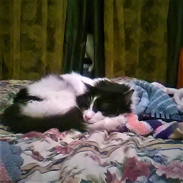 Котовторник  14.11.2017