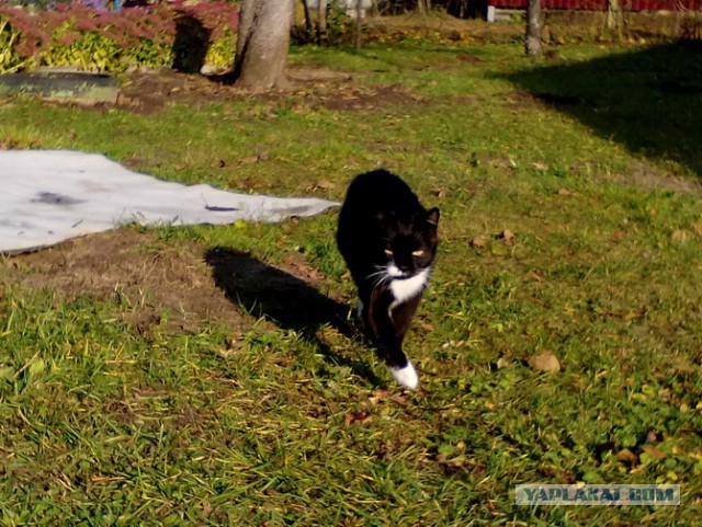 Котовторник 16.01.2018