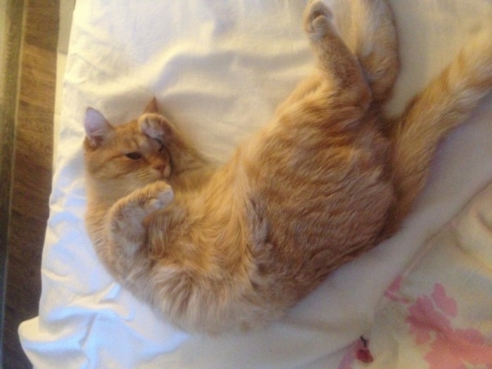 Котовторник 16.01.2018