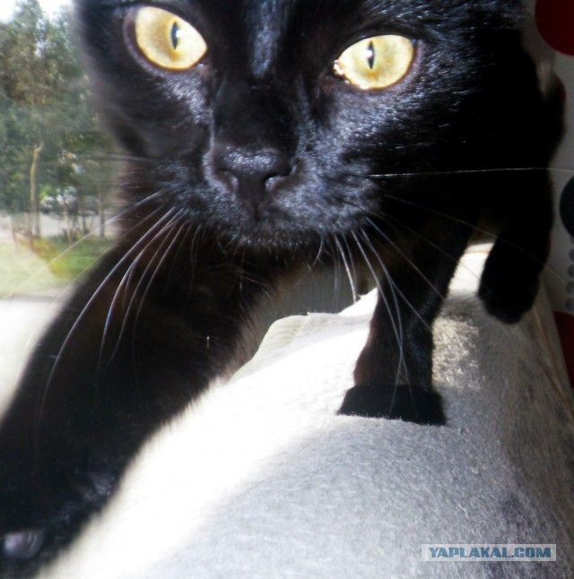 Котовторник 20.02.18