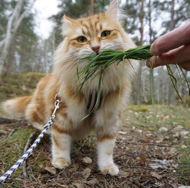 Немного милоты