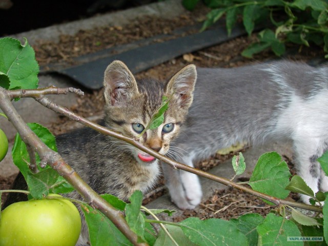 Котовторник 27 июля: лучше сидеть лежа!
