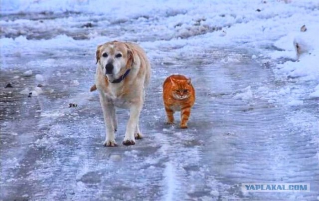 Котовторник. А как же?!