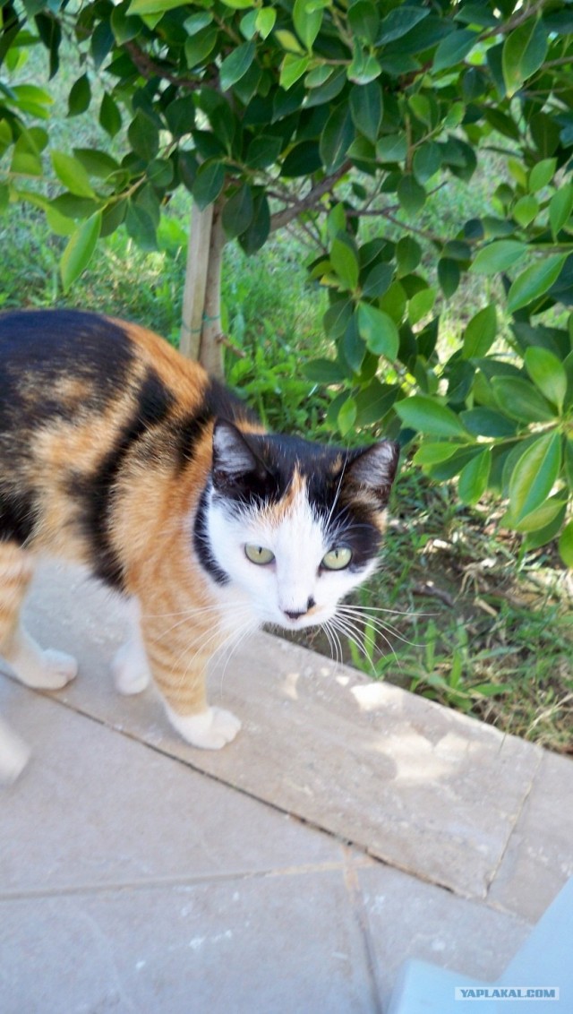 Котовторник так котовторник!