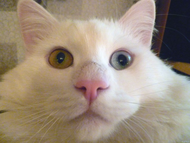 Котовторник (10.01.2012)
