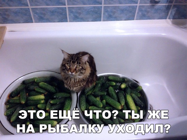 Немного милоты