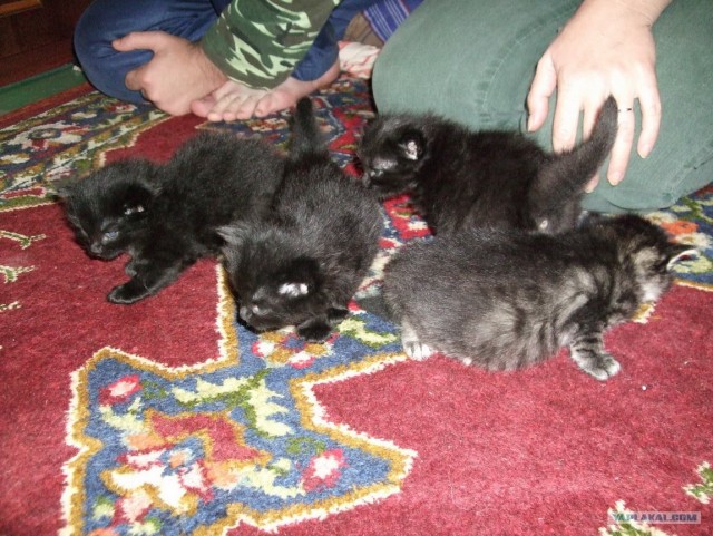 КОТОВТОРНИК (6.03.2012)