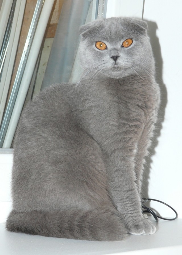 Котовторник! 13.03.2012
