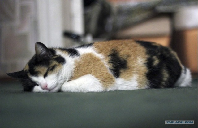 Котовторник 10.04.2012