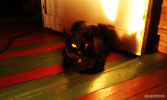 Котовторник 22.05.2012