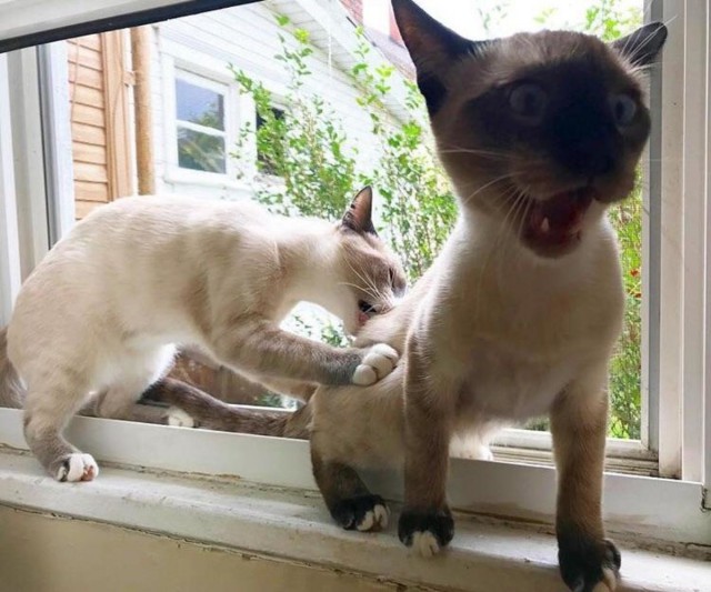 Прикольных котов пост