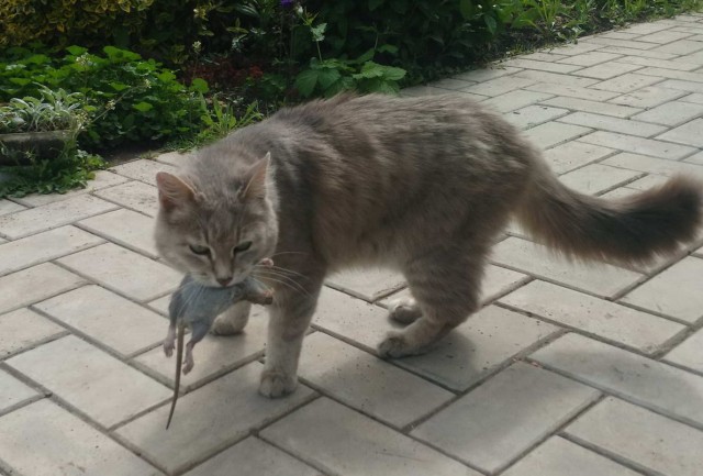 Котовторник  06.08.2019