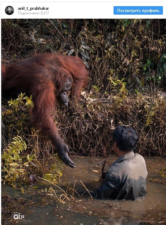 Орангутанг пришел на помощь человеку
