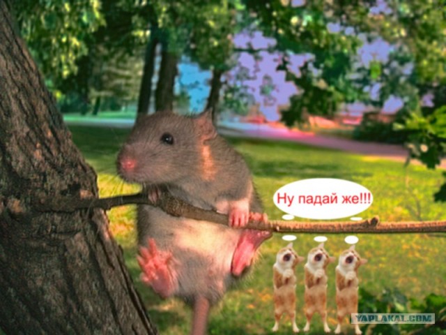 Кот певец