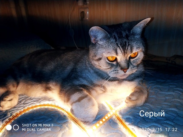 Кот и ванна с пенопластовыми шариками