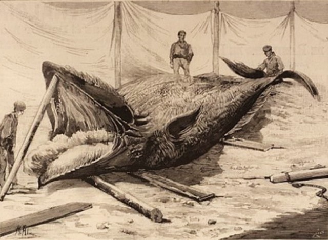 Убей баска!