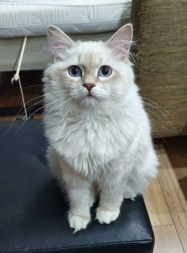 К - Котогеничность