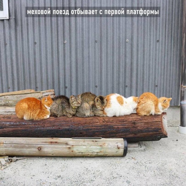 Разные котики