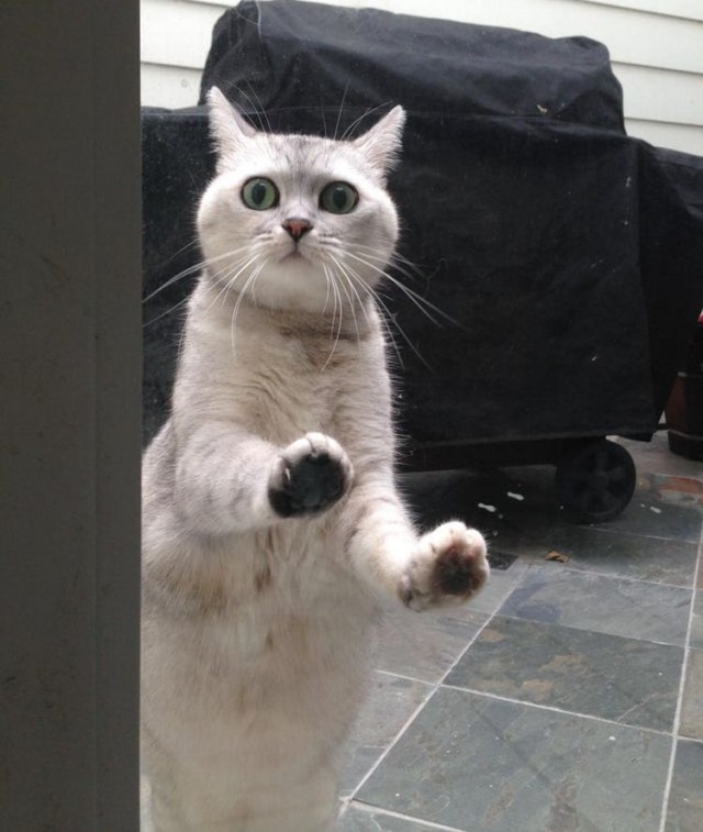 Забавные и милые котейки