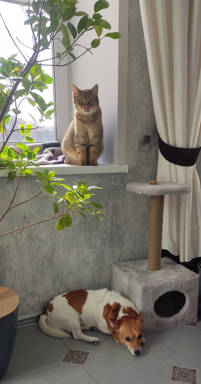 Котовторник вроде.