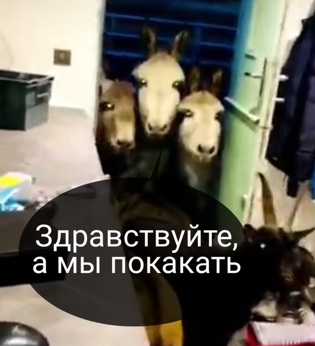 Пришли незваные гости